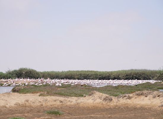 namibia/namib-naukluft-national-park/attraction/bird-sanctuary