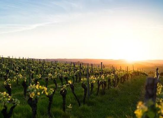 california/south-coast/attraction/maurice-car-rie-vineyard
