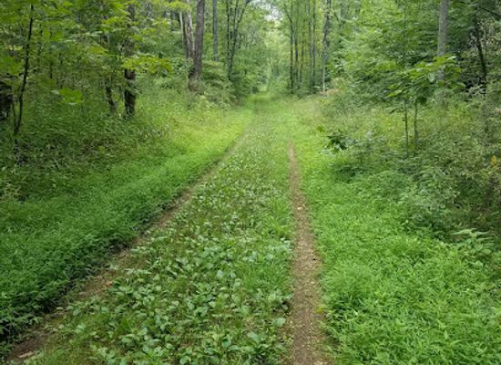 indiana/the-hoosier-national-forest/attraction/hoosier-national-forest