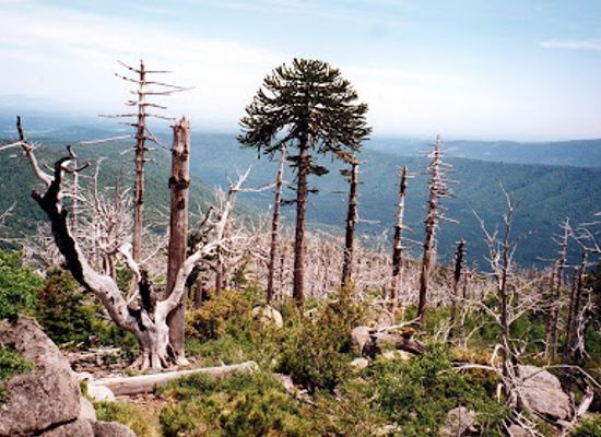 chile/araucania-region/attraction/reserva-nacional-malleco