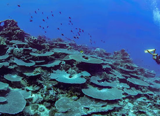french-polynesia/austral-islands/attraction/tubuai-plongee