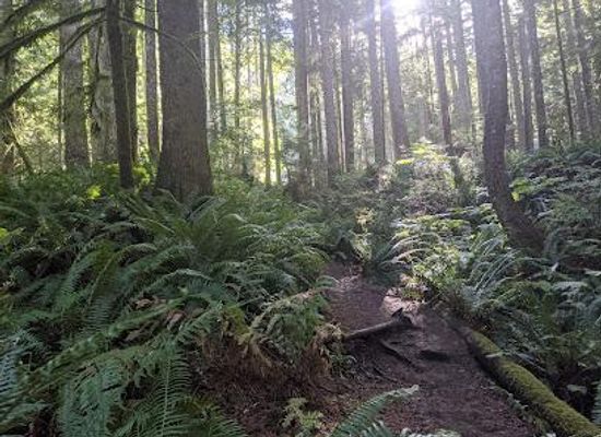 washington/western-washington/attraction/lower-mailbox-peak-trailhead