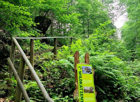 germany/harz-national-park/attraction/wildkatzen-erlebnispfad