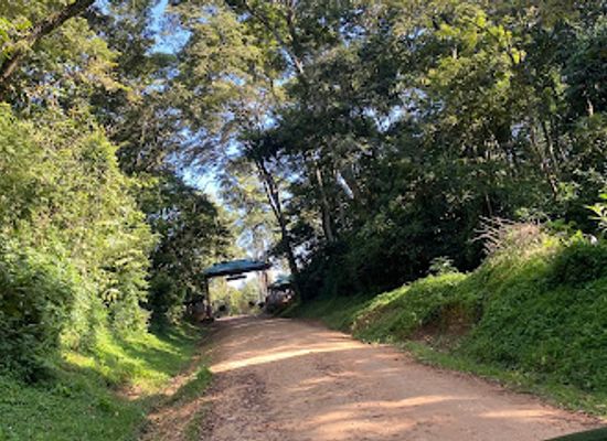 kenya/elgeyo-escarpment/attraction/kakamega-forest-national-reserve