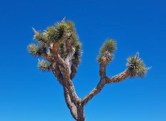 california/joshua-tree/attraction/joshua-tree-national-park