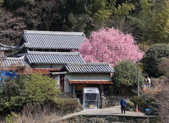 japan/sanuki/attraction/weeping-plum-yagi