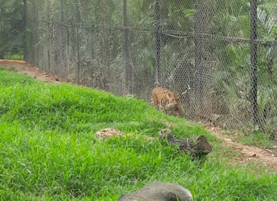 india/mysore/attraction/cheetah-view-point