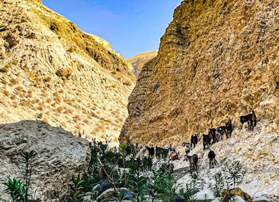 jordan/hamamat-ma-in/attraction/zarqaa-ma-in-canyon