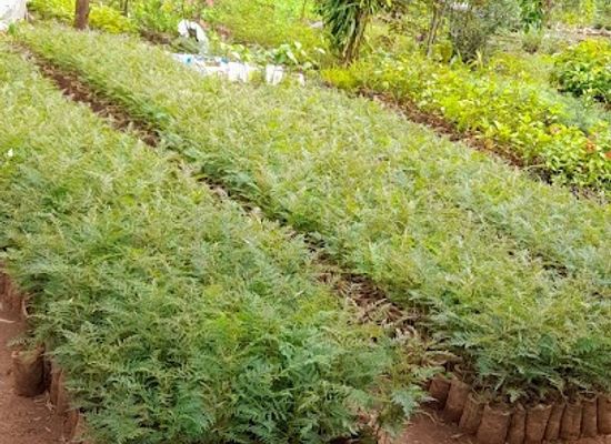 kenya/kitale/attraction/besiwa-green-environment-movement-be-gem