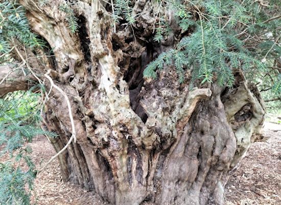 united-kingdom/surrey/landmark/national-trust-ankerwycke-yew