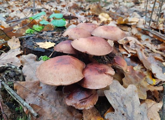 poland/kampinos-national-park/attraction/uroczysko-jakubow