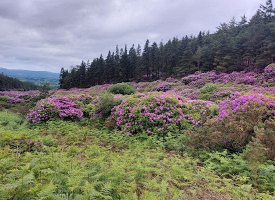 ireland/county-tipperary/attraction/whitewall-bridge-viewing-point-and-car-park