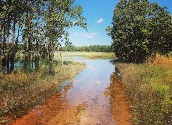 australia/top-end/attraction/leaning-tree-lagoon-nature-park