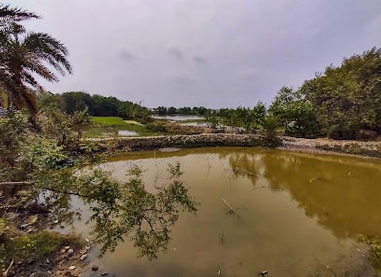 india/sundarbans/attraction/taki-golpata-forest
