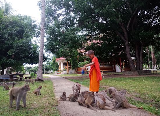 laos/savannakhet/attraction/monkey-forest