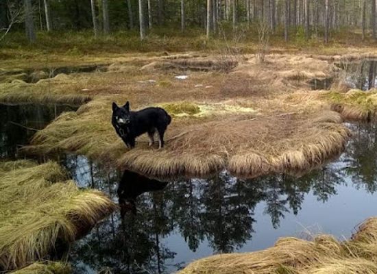 finland/north-karelia/attraction/pirtea-passi-oy