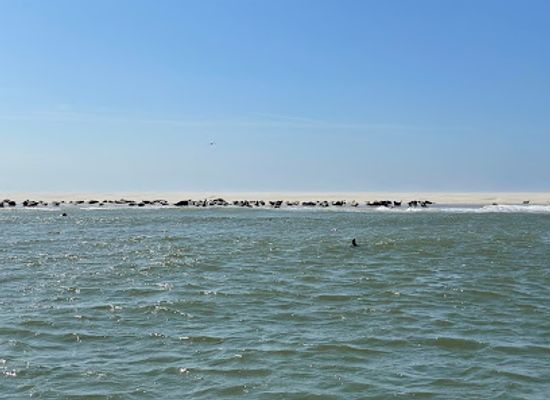 netherlands/wadden-islands/attraction/waddenexplorer