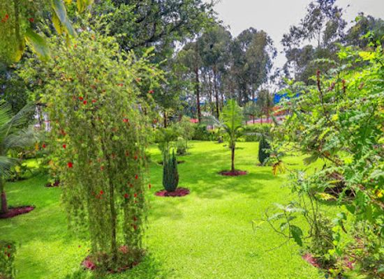 rwanda/byumba/attraction/volcanoes-forest-camp