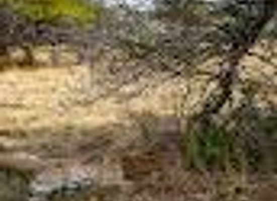 namibia/otjiwarongo/attraction/africat-foundation