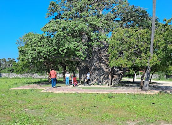 sri-lanka/dry-zone/attraction/the-baobab-tree