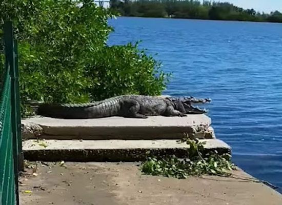 mexico/tamaulipas-coast/attraction/plaza-de-armas-tampico