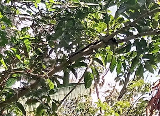 uganda/western-region/attraction/turaco-trails