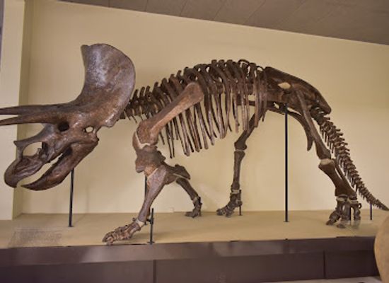 greece/attica/attraction/goulandris-natural-history-museum