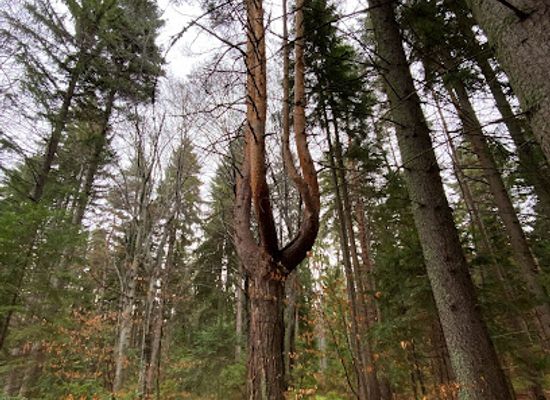 bulgaria/rila-mountains/attraction/forrest-trail-tracking