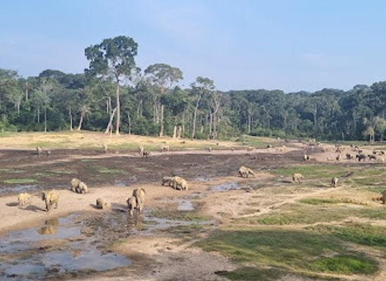 central-african-republic/sangha-mbaere/attraction/dzanga-sangha-national-park