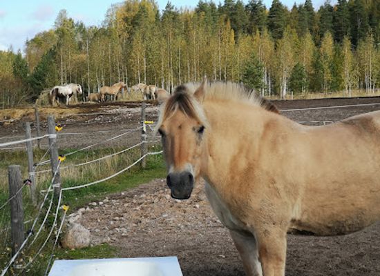 finland/south-karelia/attraction/vuonohevostalli-rajavaellus