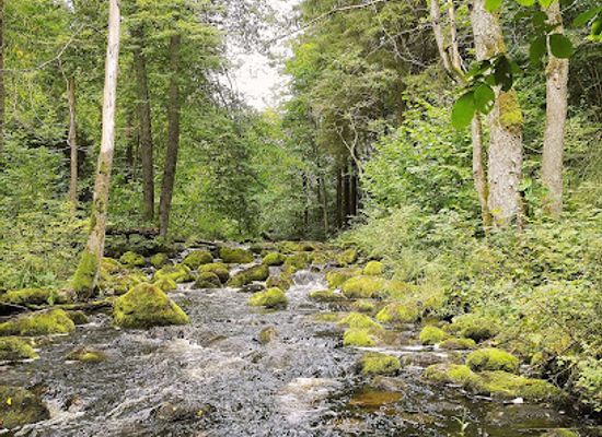 latvia/teici-nature-reserve/attraction/velna-gravis-uz-naruzinas-upes