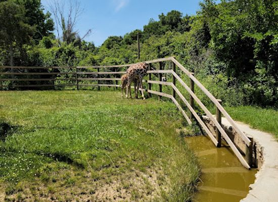 ohio/firelands/attraction/african-safari-wildlife-park