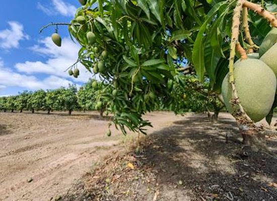 australia/cairns/attraction/golden-drop-winery