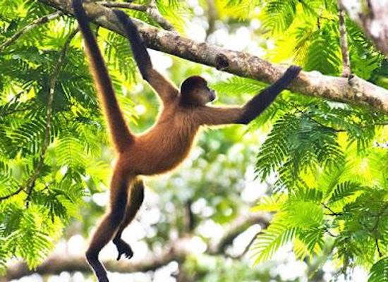 costa-rica/central-pacific/attraction/costour-tours-transfers