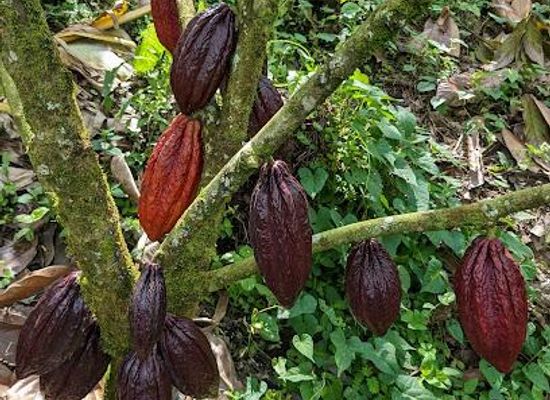 colombia/armenia/attraction/finca-evelyza