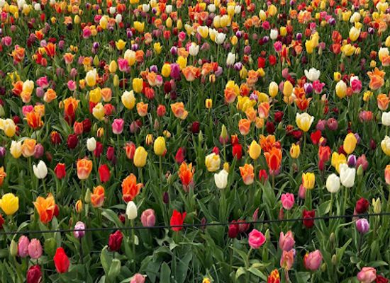 netherlands/keukenhof-gardens/attraction/juliana-pavilion
