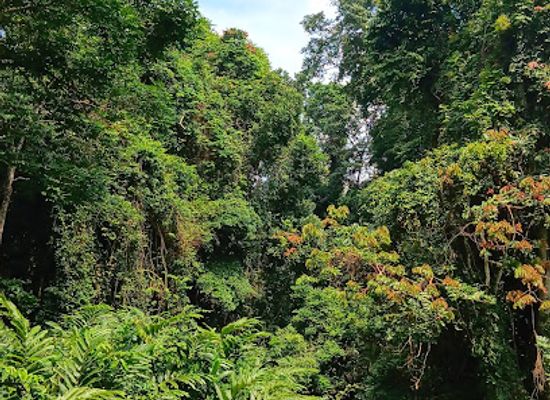 gabon/ivindo-basin/attraction/ivindo-national-park