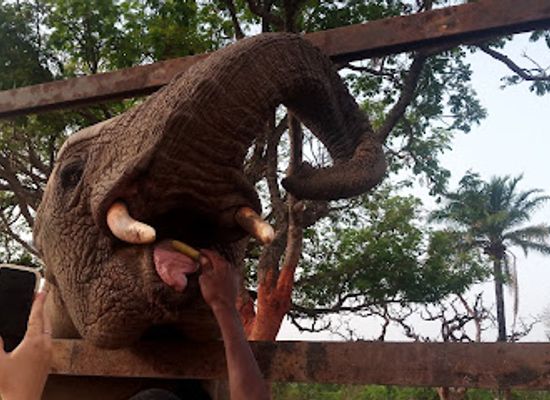 togo/mango/attraction/djamde-elephant-reserve
