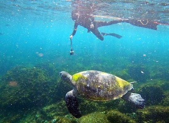 australia/gold-coast/attraction/cook-island-nature-reserve
