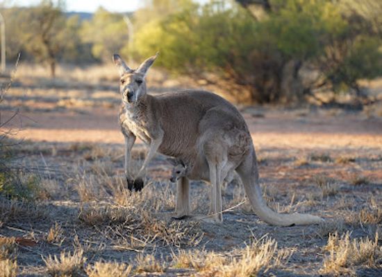 australia/northern-territory/attraction/the-kangaroo-sanctuary