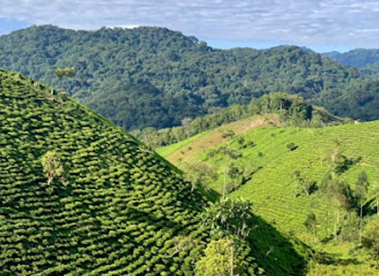 rwanda/nyungwe-forest-national-park/attraction/nyungwe-national-park