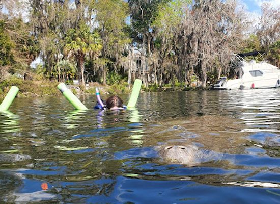 florida/crystal-river/attraction/waterfront-adventures-swimming-with-the-manatees