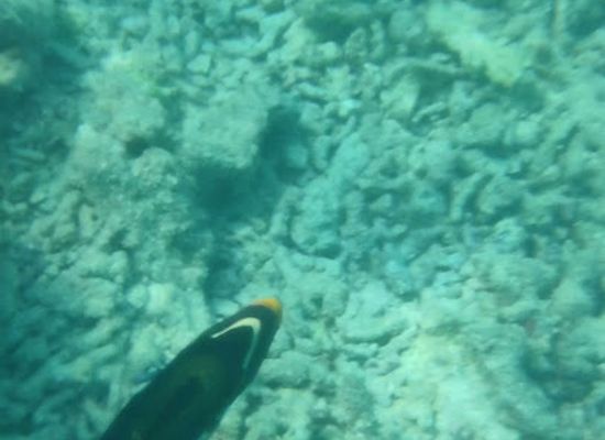 maldives/thulusdhoo/attraction/golicyn-reef