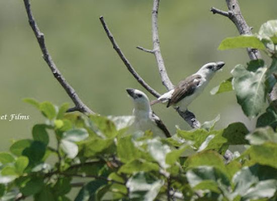 angola/tundavala-gap/attraction/tundavala-birding-hotspot