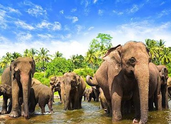 sri-lanka/kandy/attraction/pinnawala-elephant-orphanage