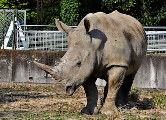 japan/kanto/attraction/tobu-zoo