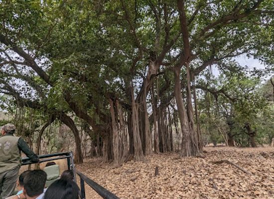 india/ranthambore/attraction/ranthambore-zone-2
