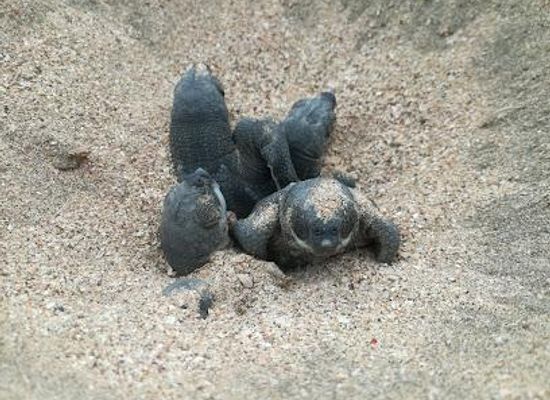 costa-rica/tamarindo/attraction/parque-nacional-marino-las-baulas