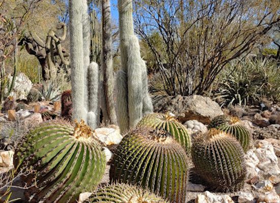 arizona/saguaro-national-park/attraction/tucson-botanical-gardens