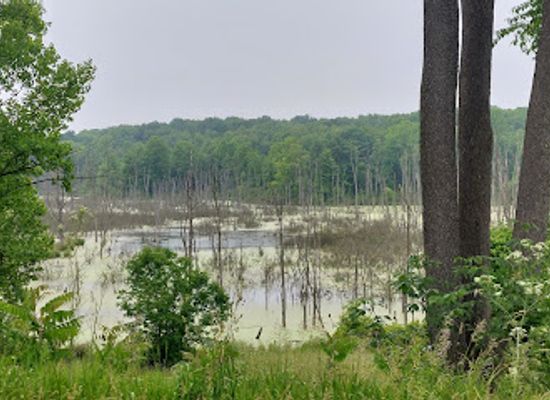 michigan/warren-dunes-state-park/attraction/mystery-dinosaur